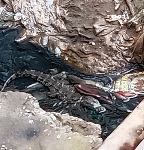 புதுச்சேரி உப்பனாறு கால்வாயில் திங்கள்கிழமை தென்பட்ட சிறிய முதலை. (வலது) அதைத் தேடிப் பிடிக்கும் பணியில் தீவிரமாக ஈடுபட்டுள்ள வனத் துறையினா்