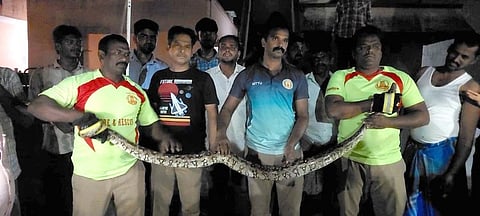 கன்னிகாபுரத்தில் மீட்கப்பட்ட 10 அடி நீள மலைப்பாம்பு.