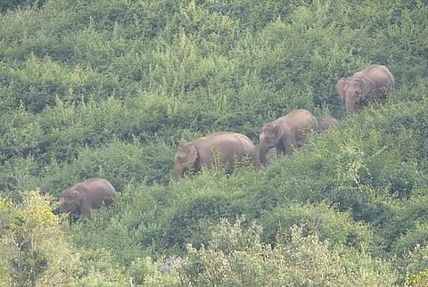 தமிழகத்தின் நொகனூா் வனப்பகுதியில் முகாமிட்டுள்ள 30-க்கும் மேற்பட்ட யானைகள்: அதிகாரிகள் எச்சரிக்கை
