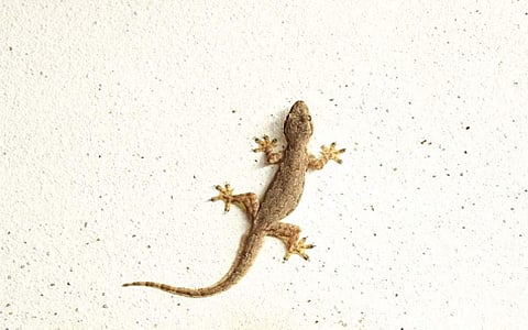 பல்லி வராமல் தடுக்க...