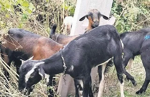 கோப்புப் படம்
