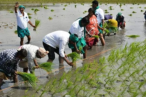 கருப்பூர் கிராமத்தில் ஞாயிற்றுக்கிழமை காலை வயலில் இறங்கி நாற்றங்கால்களை நடவு செய்த பாஜக மாநிலத் தலைவர் கே. அண்ணாமலை.