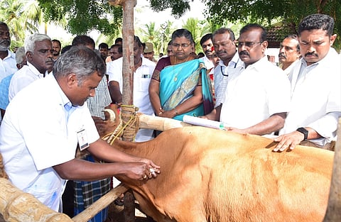 எலச்சிபாளையம் ஊராட்சியில் கால்நடைகளுக்கான கோமாரி நோய் தடுப்பூசி முகாமைத் தொடங்கி வைத்த மாவட்ட ஆட்சியா் ச.உமா.