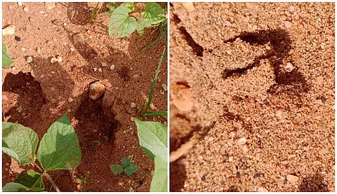 சிறுத்தைகள் கால் தடயங்கள்