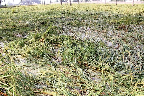 நிவாரணத் தொகையை பாதிப்பிற்கு ஏற்ப உயர்த்தி வழங்கிடவேண்டும்: தமிழ்நாடு விவசாயிகள் சங்கம் வலியுறுத்தல்