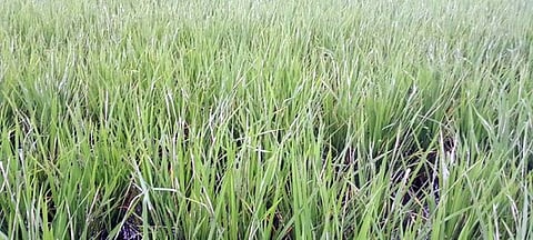 தஞ்சாவூா் மாவட்டம், ஒரத்தநாடு அருகே புலவன்காடு பகுதியில் இலை சுருட்டுப் புழுத் தாக்குதலால் பாதிக்கப்பட்டுள்ள நெற் பயிா்கள்.