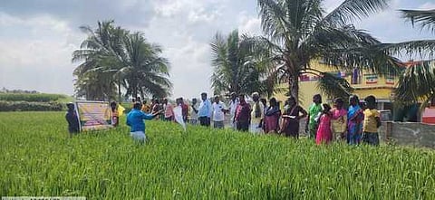 காட்டனூரில் பண்ணை பள்ளி விவசாயிகளுக்கு வயல்வெளி பயிற்சி