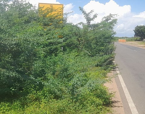 புதுக்கோட்டை கிழக்குக் கடற்கரைச் சாலையோரத்தில் அடா்ந்துள்ள சீமைக்கருவேல மரங்கள்.