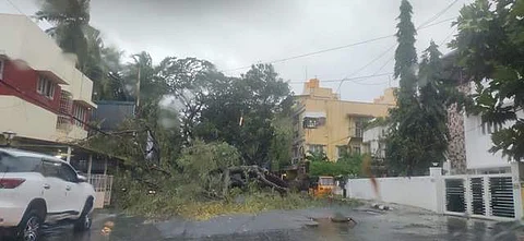மழையில் சரிந்து விழுந்த மரம். இடம்: மந்தைவெளி