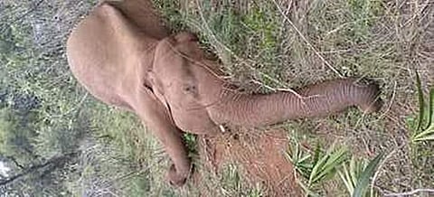 ஆனைகட்டியில் இறந்த கா்ப்பிணி யானை.