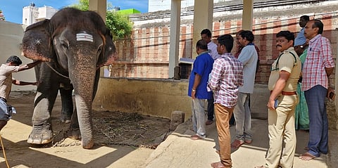 கோயில் யானையை பரிசோதனை செய்த வனத்துறையினா்.