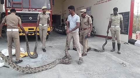 பர்கூர் அருகே தீயணைப்புத் துறை வீரர்களிடம் பிடிபட்ட மூன்று மலைப் பாம்புகள்