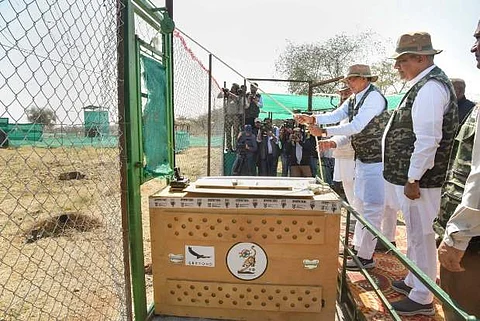 குனோ தேசிய பூங்காவில் 12 சிவிங்கிப் புலிகள் விடுவிப்பு