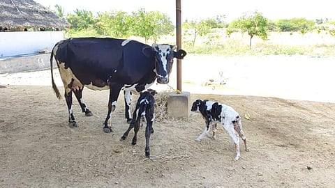 புதுக்கோட்டையில் அரிதான நிகழ்வு: ஒரே நேரத்தில் இரண்டு கன்றுகளை ஈன்ற பசு!