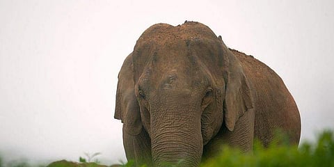 ஜார்க்கண்டில் சிங்கிளாக சுற்றும் யானையால் பதற்றம்: 144 தடை உத்தரவு!