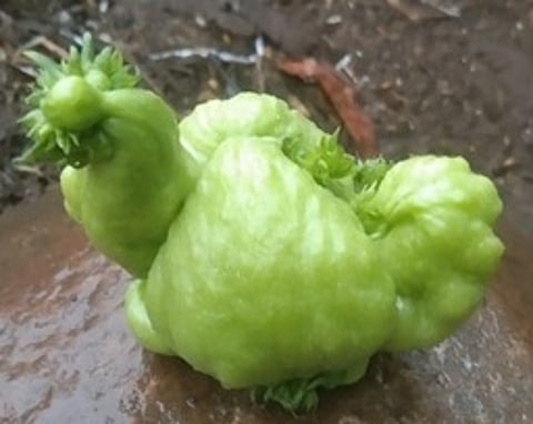 சேவல் வடிவிலான சவ்சவ் காய்.