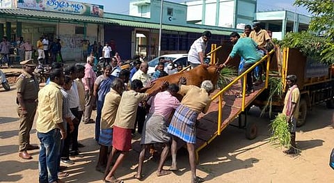 தஞ்சாவூா் புதிய பேருந்து நிலையத்தில் செவ்வாய்க்கிழமை பிடிபட்ட மாட்டை லாரியில் ஏற்றும் மாநகராட்சிப் பணியாளா்கள்.