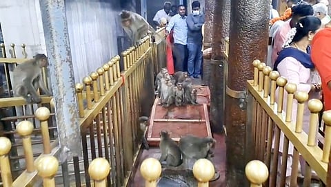 திருத்தணி முருகன் கோயிலில் மூலவா் சந்நிதிக்குச் செல்லும் வழியில் செவ்வாய்க்கிழமை புகுந்த குரங்குகள்.