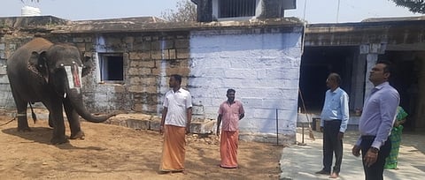 ஆண்டாள் கோயில் யானை ஜெயமால்யதாவை புலிகள் காப்பகத் துணை இயக்குநா் ஆய்வு