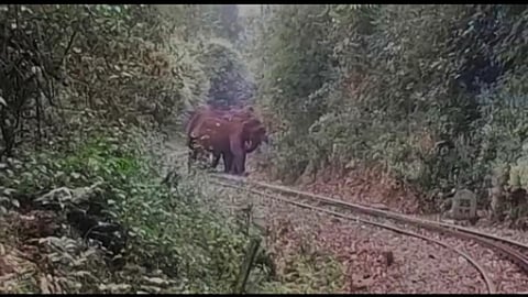 உதகை மலை ரயில் பாதையில் யானைகள்