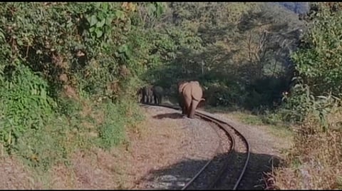 யானைகள் - பிரதி படம்