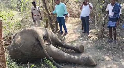 வத்திராயிருப்பு அருகே பள்ளத்தில் தவறி விழுந்து பெண் யானை உயிரிழப்பு