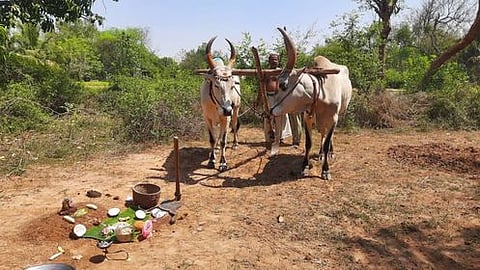 சித்திரை பிறப்பு: தஞ்சாவூா் மாவட்டத்தில் நல்லோ் பூட்டும் விழா