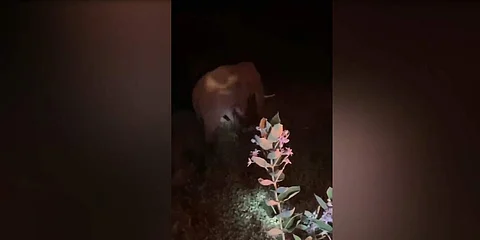 ஆலங்காயம் அருகே மலை கிராமத்தில் காயத்துடன் சுற்றித் திரியும் காட்டு யானை