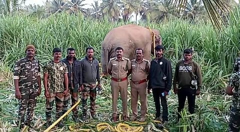 சத்தியமங்கலத்தில் பிடிபட்ட கருப்பன் ஒற்றை யானை
