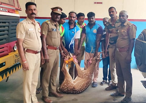 கிணற்றில் விழுந்த புள்ளி மான் மீட்பு