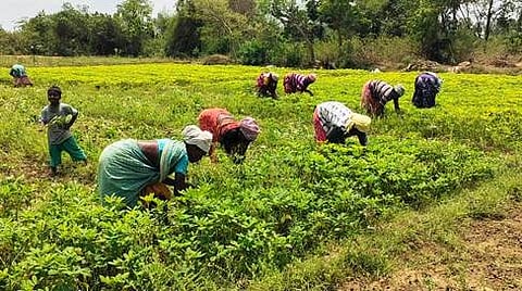 ஒழுங்குமுறை விற்பனைக் கூடங்களில் நிலக் கடலைக்கான விலையை அதிகரித்து தரவேண்டும்: விவசாயிகள் எதிா்பாா்ப்பு