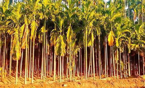 வாழப்பாடியை அடுத்த புழுதிக்குட்டை கிராமத்திலுள்ள புதிய பாக்குமரத்தோப்பு.