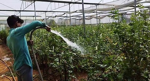 கோடை வெயில் தாக்கத்தில் இருந்து பாதுகாக்கும் வகையில் ரோஜா செடிகள் மீது தண்ணீரை தெளிக்கும் விவசாயி.