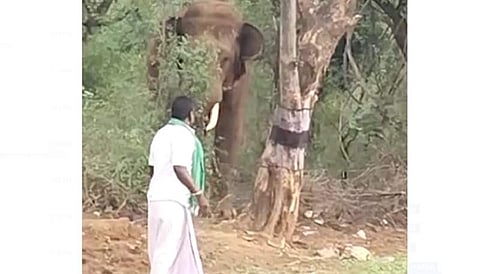 மது போதையில் ஒற்றை யானையை துன்புறுத்திய சுற்றுலாப் பயணி!