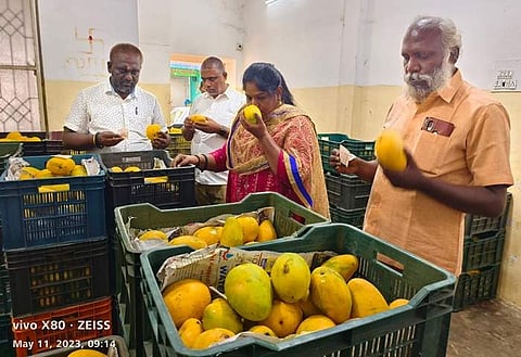 திருப்பூரில் ரசாயனத்தை பயன்படுத்தி பழுக்கவைக்கப்பட்ட பழங்களை பறிமுதல் செய்த உணவுபாதுகாப்புத்துறை அதிகாரிகள்.