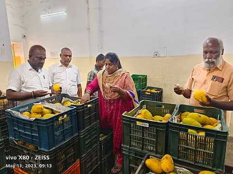 திருப்பூரில் உள்ள மாம்பழக் கிடங்குகளில் வியாழக்கிழமை ஆய்வு மேற்கொண்ட உணவு பாதுகாப்புத் துறை அதிகாரிகள்.