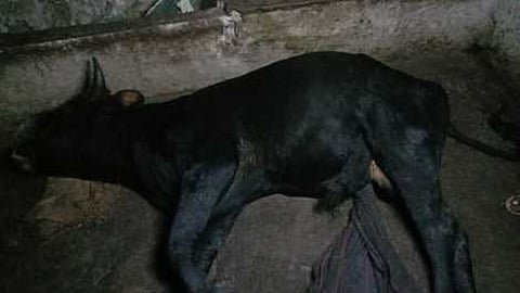 ஹைவேவிஸ் பேரூராட்சியில் மா்ம நோய்த் தாக்கி 20 பசுக்கள் பலி