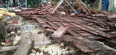 அலங்காநல்லூா் அருகே கோழிப் பண்ணை கொட்டகை இடிந்து 1,000 கோழிக் குஞ்சுகள் இறந்தன