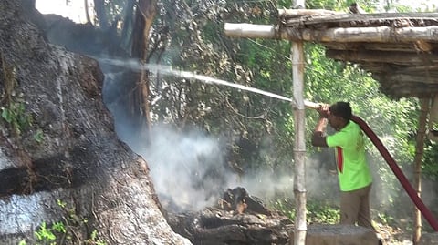 வேம்பு மரத்தில் பற்றிய தீயை அணைக்கும் தீயணைப்பு வீரா்.