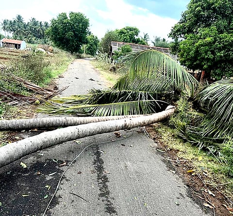 பலத்த சூறாவளிக் காற்றால் போத்தநாய்க்கனூரில் வேரோடு சாய்ந்த தென்னை மரங்கள்.