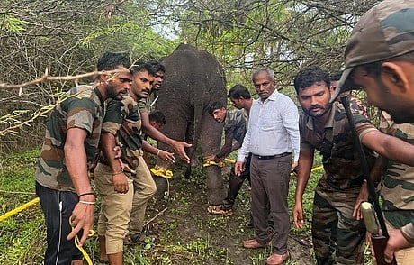 காட்டு யானைகளைப் பிடித்த வனம், வருவாய், காவல், மருத்துவக் குழுவினருடன் ஆட்சியா் தெ.பாஸ்கர பாண்டியன்.