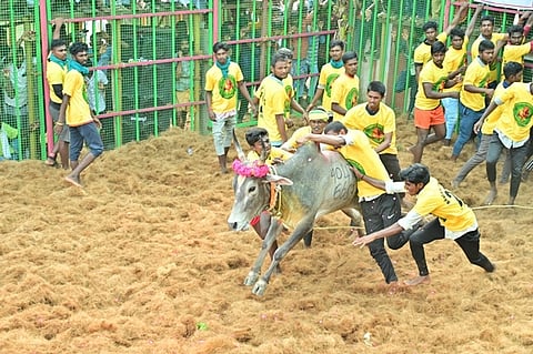 ஆலங்குடி அருகே பாப்பான்விடுதியில் வெள்ளிக்கிழமை நடைபெற்ற ஜல்லிக்கட்டில் சீறிப்பாய்ந்த காளைகளை அடக்க முயன்ற வீரா்கள்.