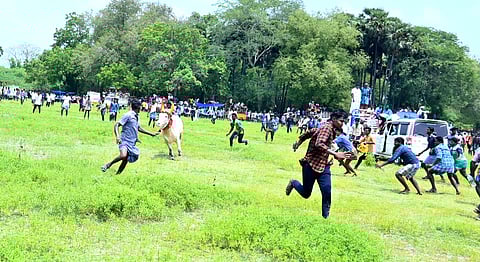 ஏரியூரில் மஞ்சுவிரட்டு : 35 போ் காயம்