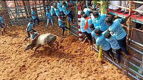 சிவகாசி அருகே ஜல்லிக்கட்டு: 23 போ் காயம்