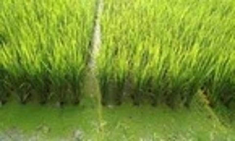 நெற்பயிா் சாகுபடி செய்யப்பட்டுள்ள வயலில் படா்ந்துள்ள பாசிகள்.