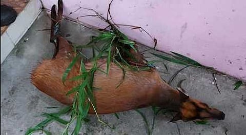 அக்ரஹாரம் பகுதியில் மீட்கப்பட்ட குரைக்கும் மான்.