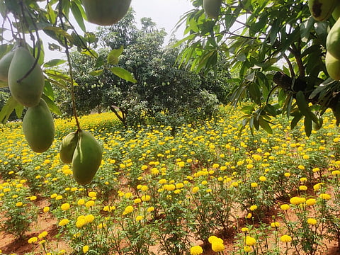 கிருஷ்ணகிரியை அடுத்த எலுமிச்சங்கிரி கிராமத்தில் ஊடுபயிராக செண்டுமல்லி சாகுபடி செய்யப்பட்டுள்ள மாந்தோட்டம்.