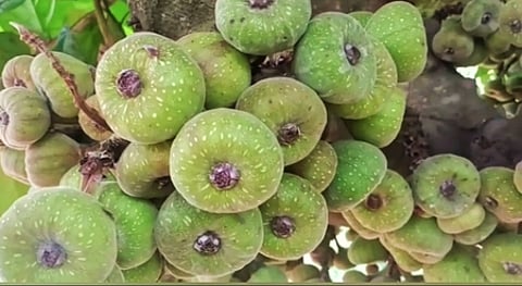 மஞ்சூா் பகுதியில் விளைந்துள்ள அத்திப் பழங்கள்.
