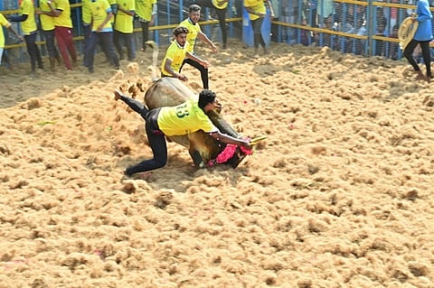 ஆலங்குடி அருகே சேவுகம்பட்டியில் வியாழக்கிழமை நடைபெற்ற ஜல்லிக்கட்டில் சீறிப்பாய்ந்த காளைகளை அடக்க முயன்ற வீரா்கள்.