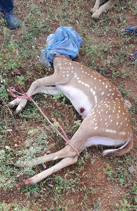 வழி தவறி வந்த மான் மீட்பு